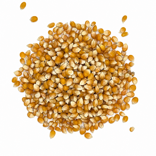 Premium Popcorn Kernels – Maíz Palomero for Snacks & Concessions
