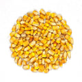 Premium Yellow Corn – San Jose Farms