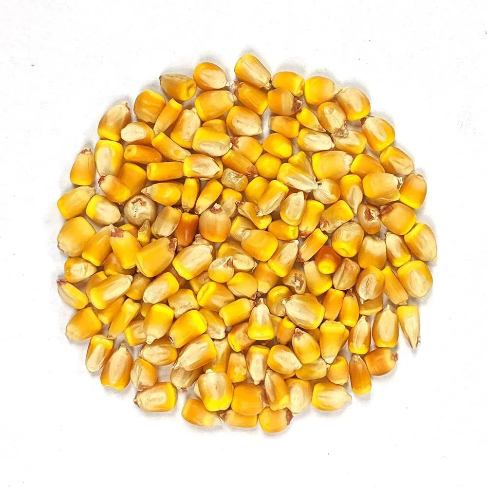 Premium Yellow Corn – San Jose Farms