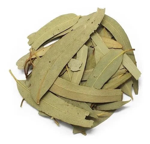 Premium Dried Eucalyptus Leaves – San Jose Farms
