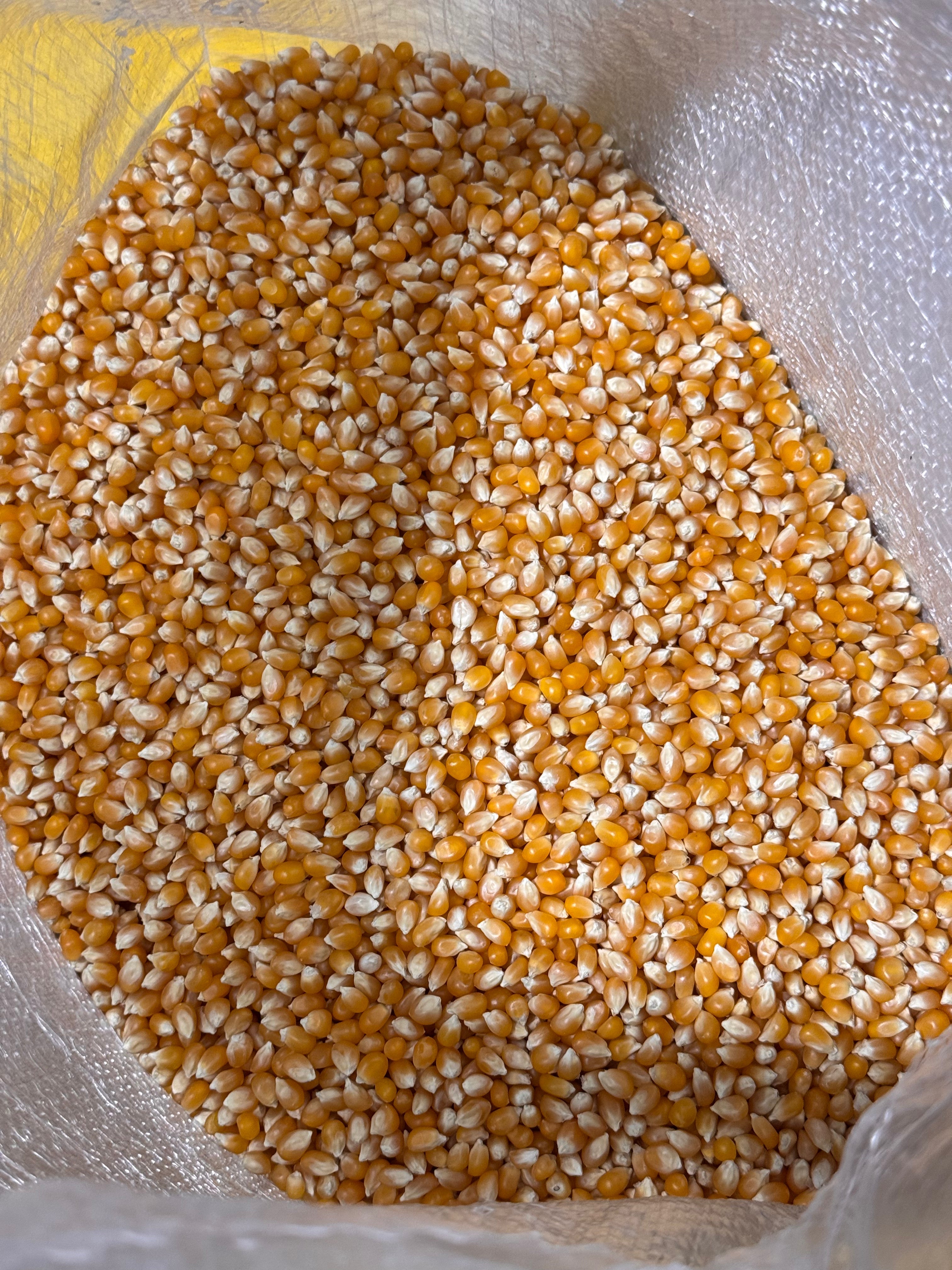 Premium Popcorn Kernels – San Jose Farms