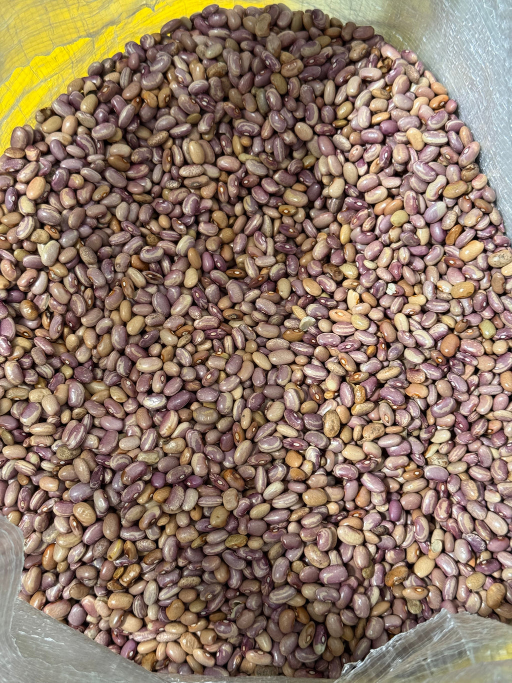 Premium Flor de Junio Beans – San Jose Farms