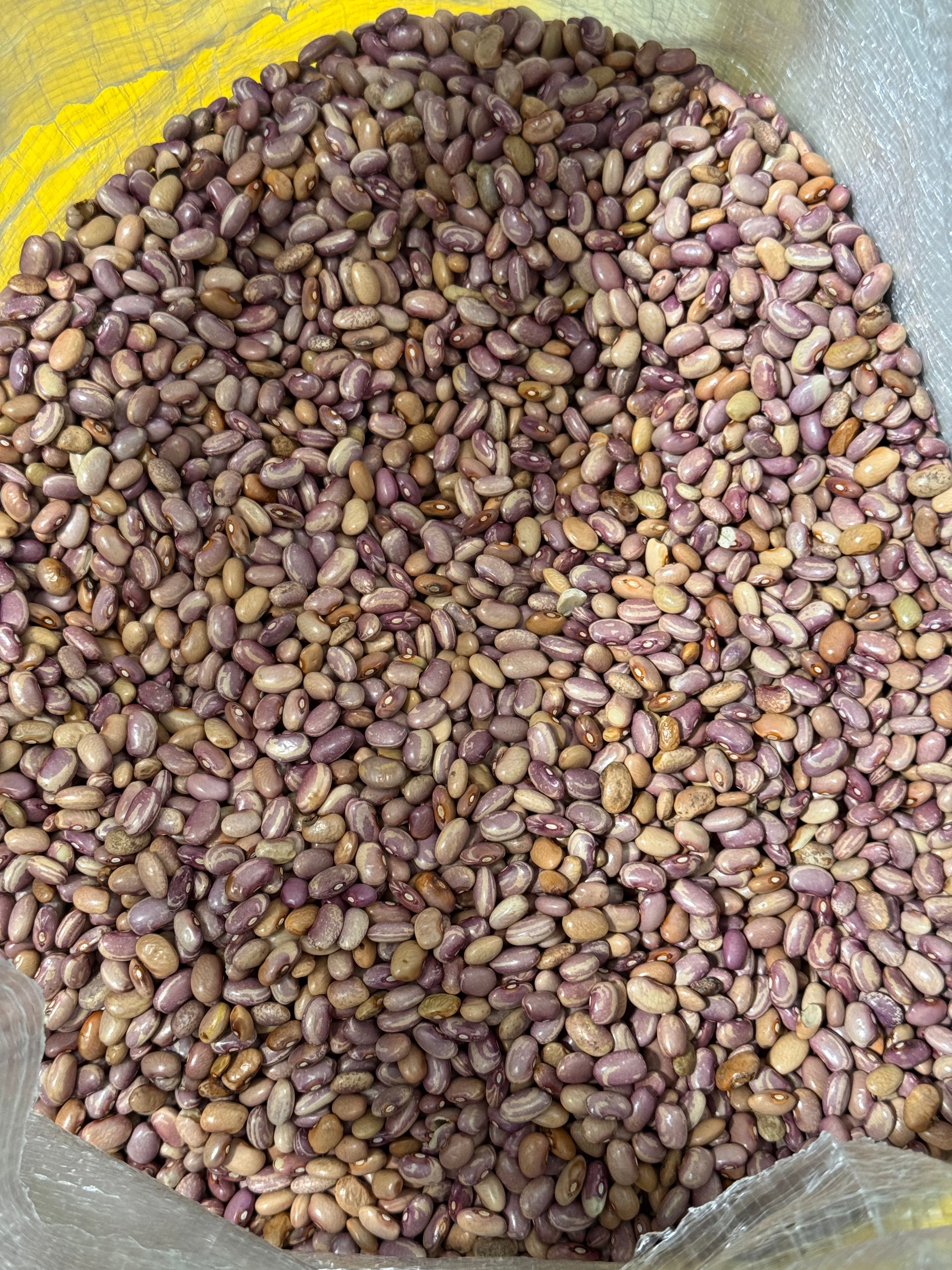 Premium Flor de Junio Beans – San Jose Farms