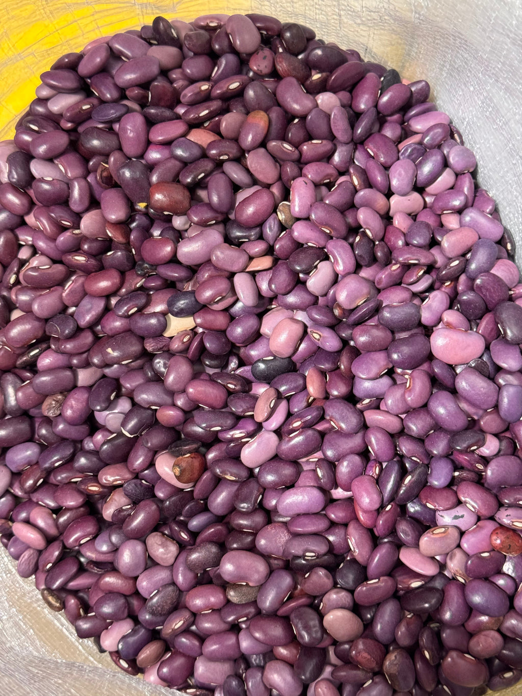Premium Purple Ayocote Beans – San Jose Farms