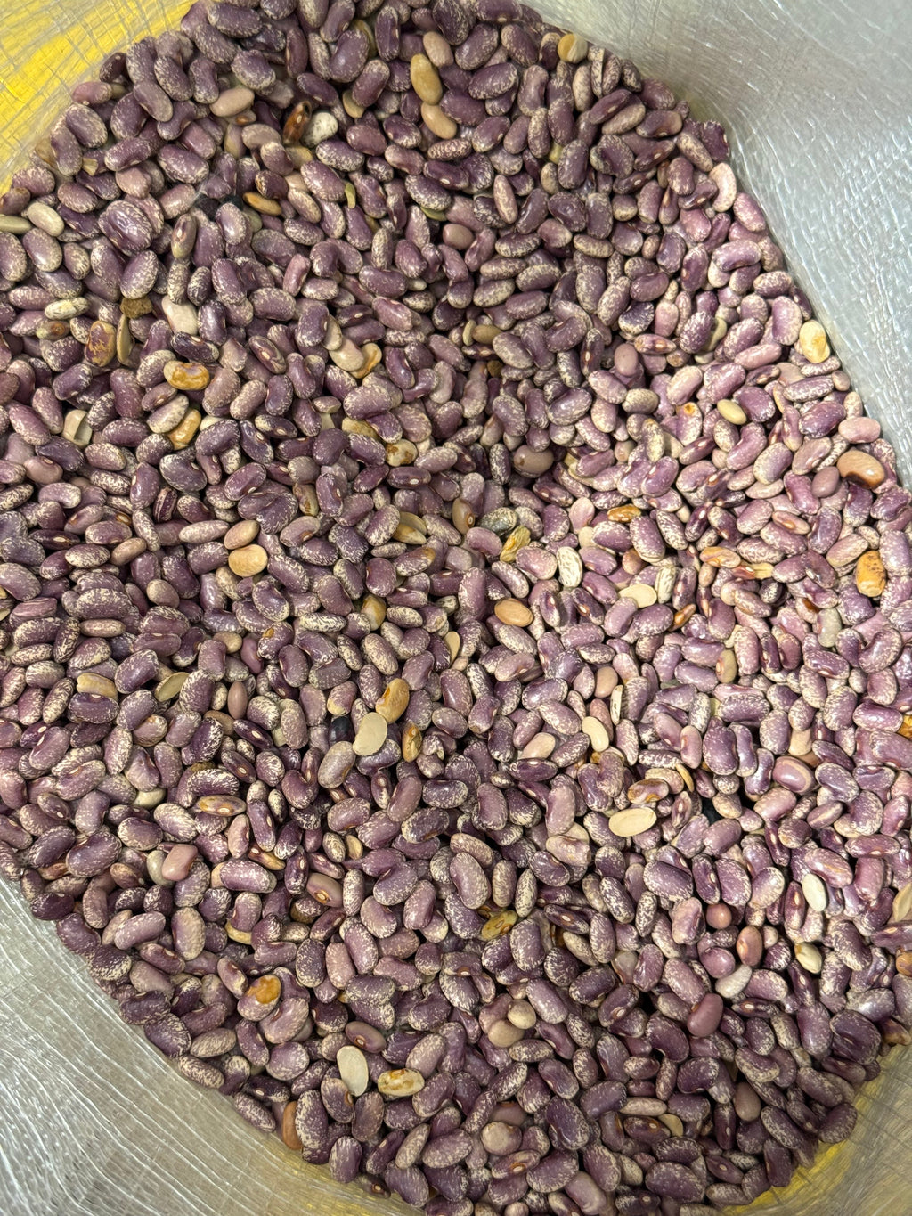 Premium Flor de Mayo Beans – San Jose Farms