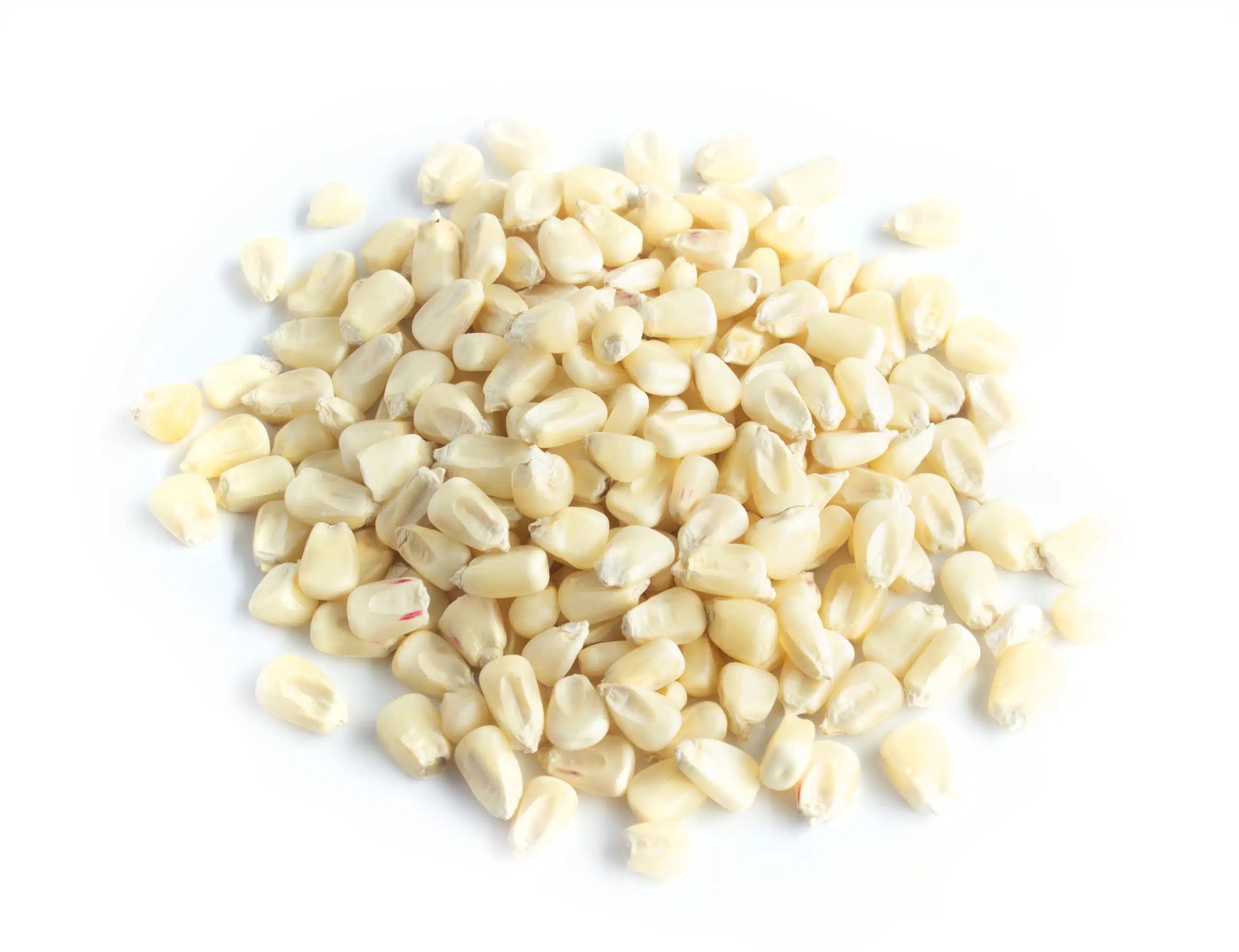 Premium White Corn – San Jose Farms