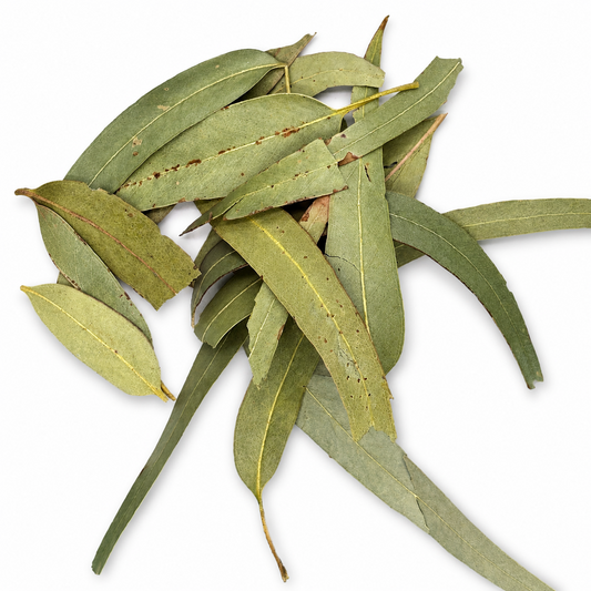 Dried Eucalyptus Leaves (Eucalipto) close-up – Alma Pura Specialties