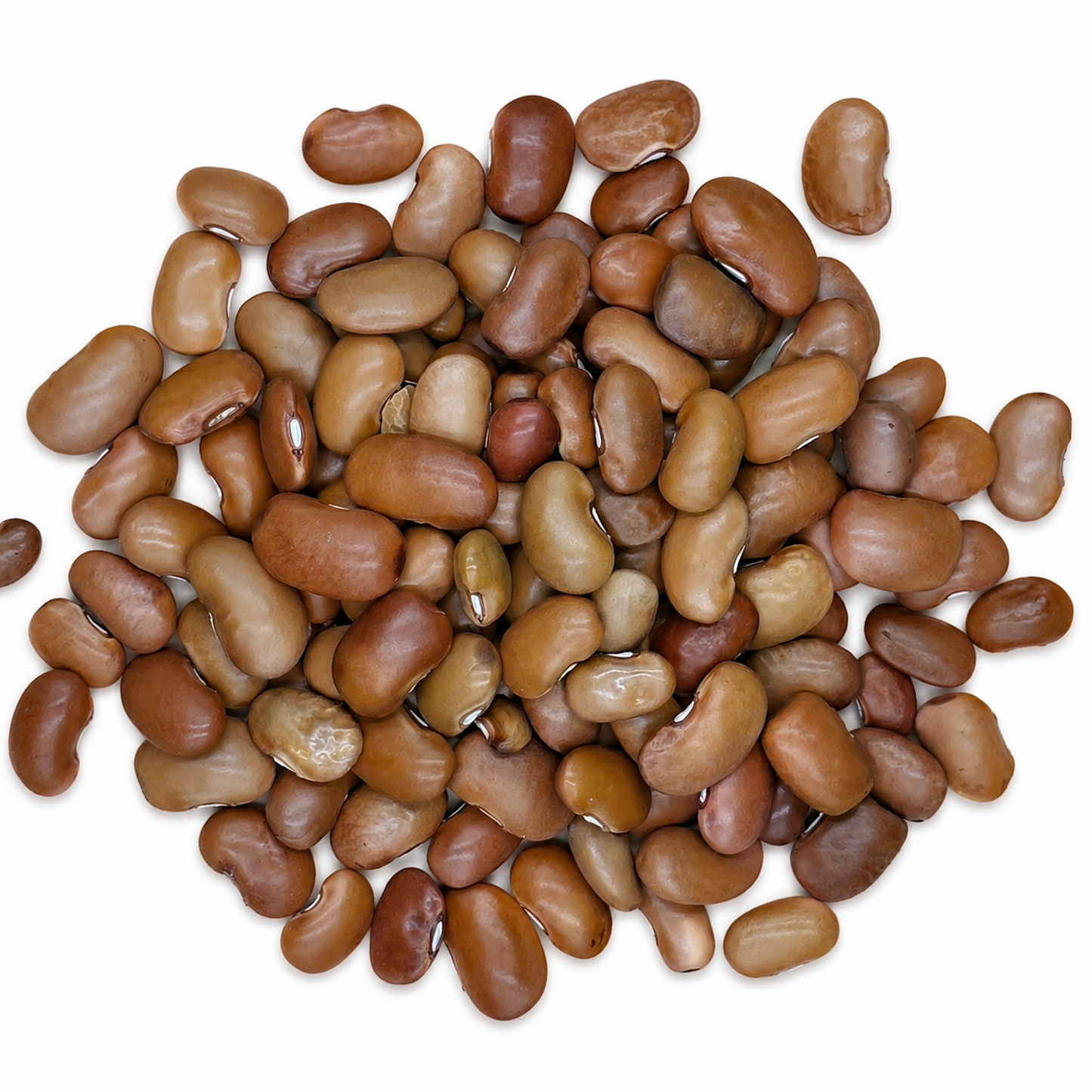 Premium Yellow Ayocote Beans – Rare Heirloom Runner Beans for Gourmet Dishes