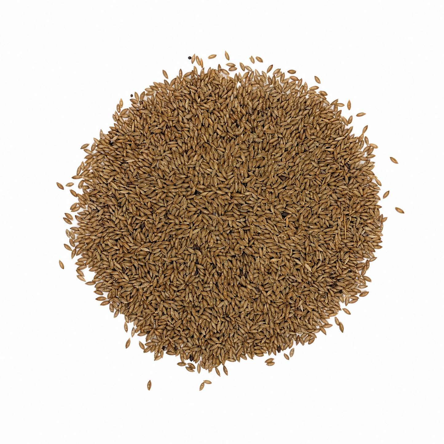 Premium Canary Seeds (Alpiste) – for Plant Milk & Superfood Drinks