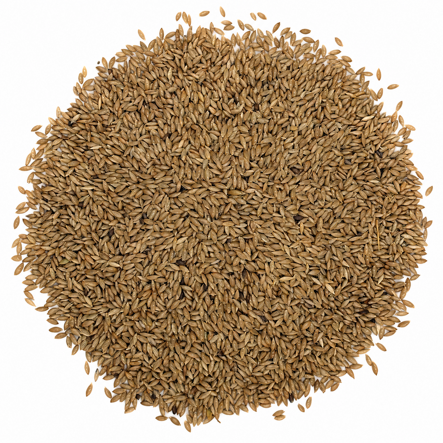 Premium Canary Seeds (Alpiste) – for Plant Milk & Superfood Drinks