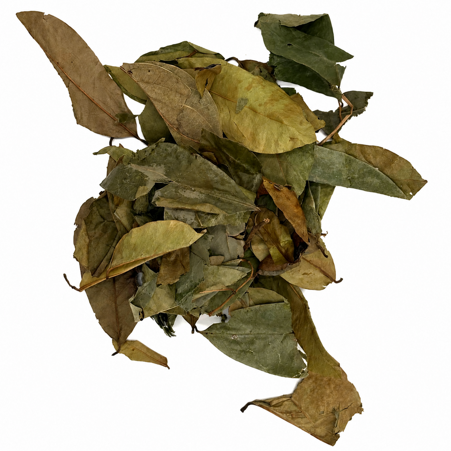 Soursop Leaves (Hoja de Guanábana) – Dried Leaves for Herbal Tea & Infusions