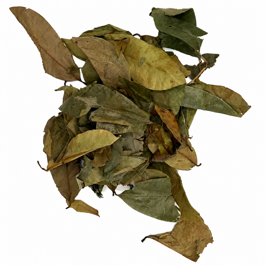 Soursop Leaves (Hoja de Guanábana) – Dried Leaves for Herbal Tea & Infusions