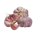 Premium Fresh Garlic #7 (Unpeeled, Large Bulbs) – San Jose Farms