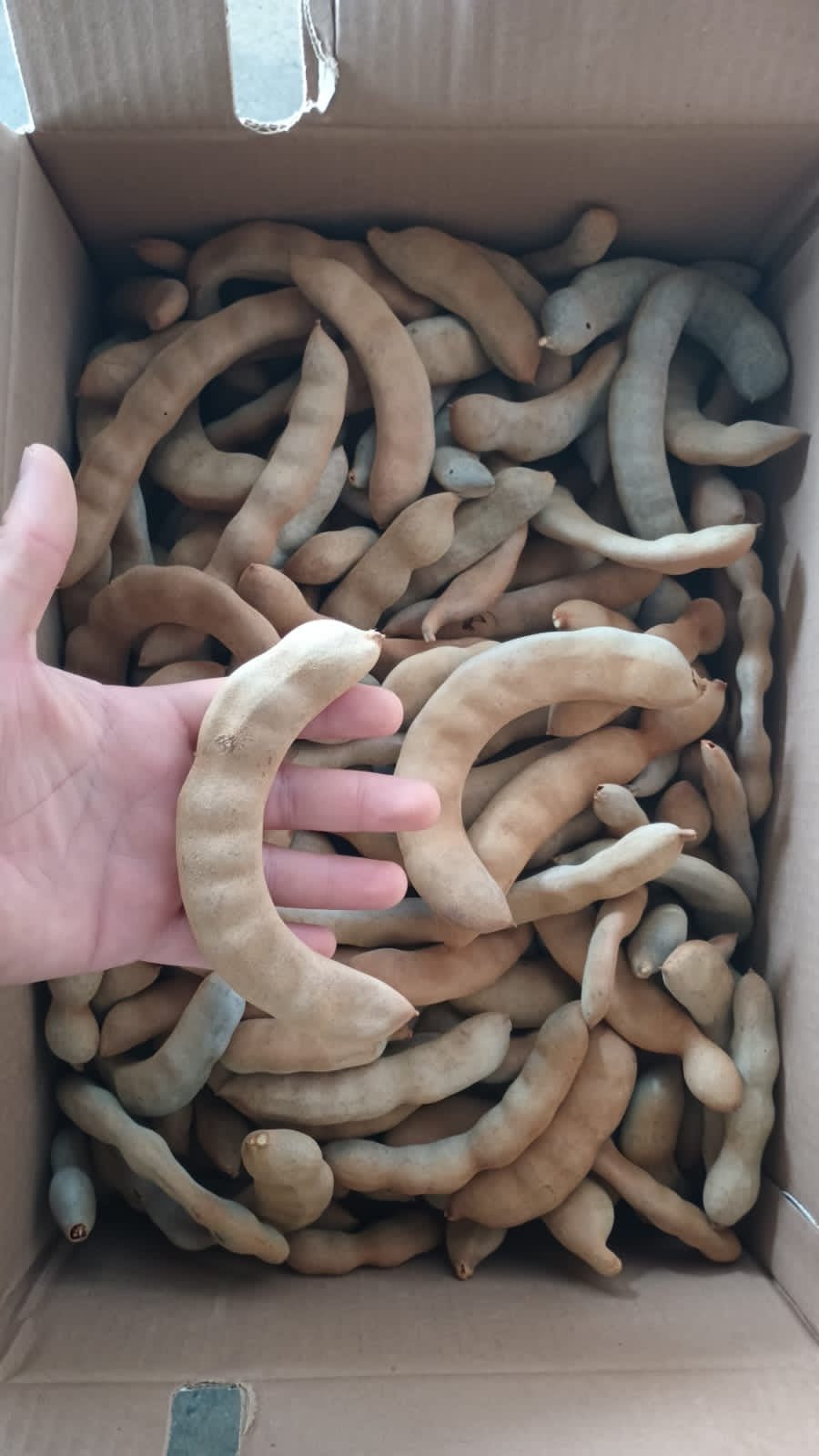 Premium Whole Tamarind (Select) – San Jose Farms