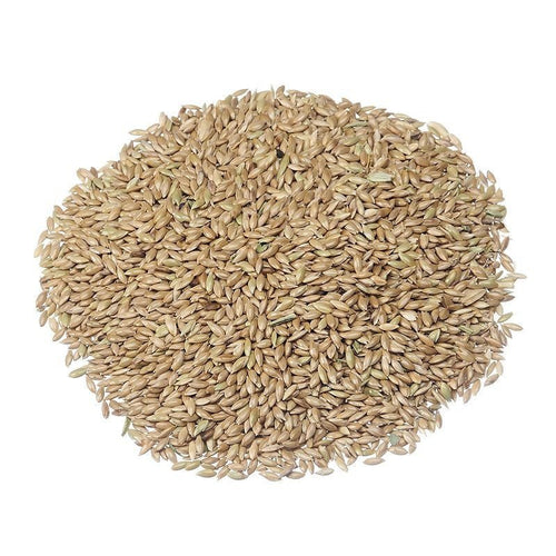 Premium Canary Seeds – San Jose Farms