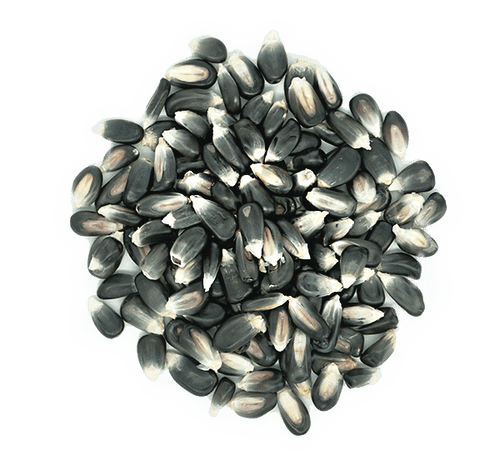 Premium Blue Corn – San Jose Farms